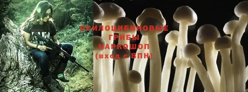 закладка  Лихославль  это как зайти  Псилоцибиновые грибы Psilocybe 